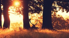 Landscapes Trees deer wildlife