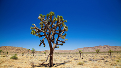 Landscapes Trees deserts