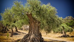 Landscapes Trees deserts