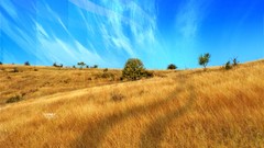 Landscapes Trees Desktopography