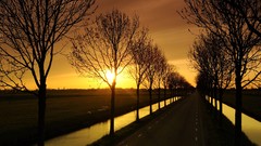 Landscapes Trees Drive