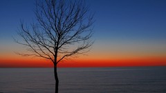 Landscapes Trees dusk