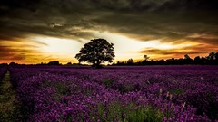 Landscapes Trees England meadows purple flowers lavender 