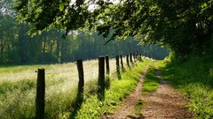 Landscapes Trees fences
