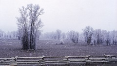 Landscapes Trees fences fields