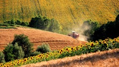 Landscapes Trees fields