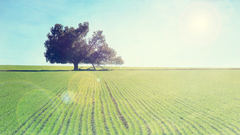 Landscapes Trees fields