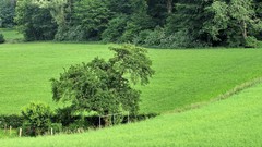 Landscapes Trees fields