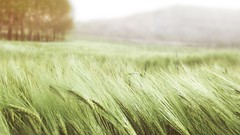 Landscapes Trees fields