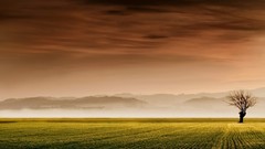 Landscapes Trees fields
