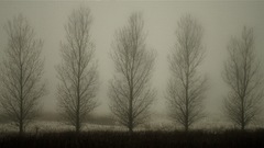 Landscapes Trees fields fog
