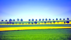 Landscapes Trees fields sunlight tilt-shift blue skies