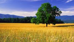 Landscapes Trees fields Tennessee