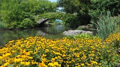 Landscapes Trees Flowers lakes
