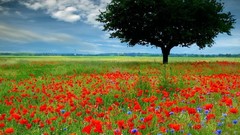 Landscapes Trees Flowers Poppies
