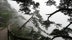 Landscapes Trees fog