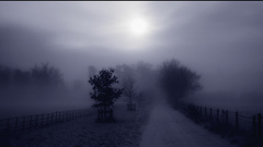 Landscapes Trees fog mist