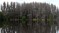 Landscapes Trees forest lakes