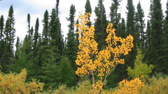 Landscapes Trees forest nature