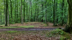 Landscapes Trees forest nature