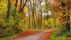 Landscapes Trees forest path