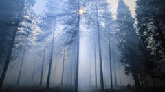 Landscapes Trees forests