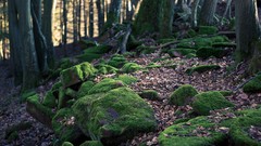 Landscapes Trees forests