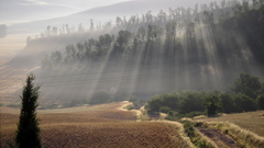 Landscapes Trees forests