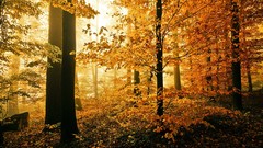 Landscapes Trees forests