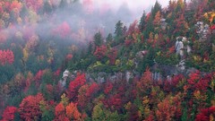 Landscapes Trees forests