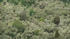 Landscapes Trees forests