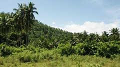 Landscapes Trees forests