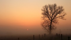 Landscapes Trees forests