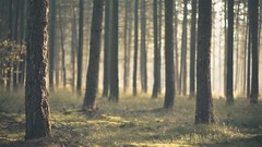 Landscapes Trees forests