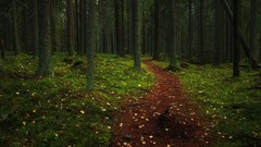 Landscapes Trees forests