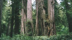 Landscapes Trees forests