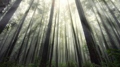 Landscapes Trees forests