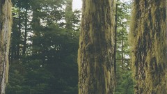 Landscapes Trees forests