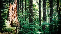 Landscapes Trees forests