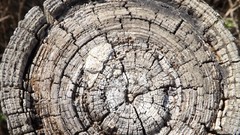 Landscapes Trees forests