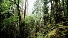 Landscapes Trees forests