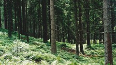 Landscapes Trees forests