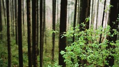 Landscapes Trees forests