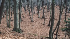 Landscapes Trees forests