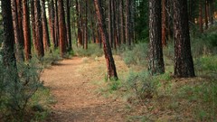 Landscapes Trees forests