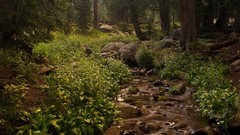 Landscapes Trees forests