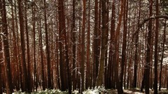 Landscapes Trees forests