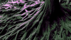 Landscapes Trees forests