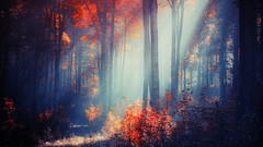 Landscapes Trees forests