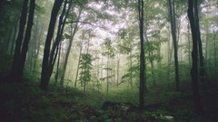 Landscapes Trees forests